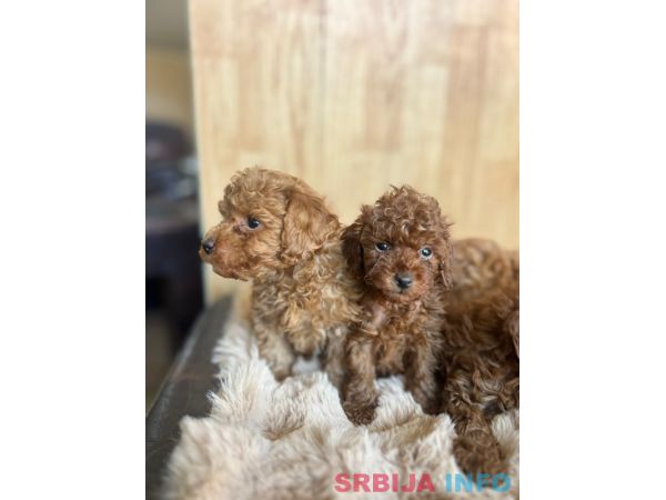 Toy Pudla prelepi štenci