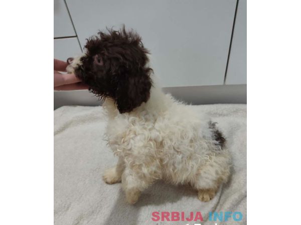 Lagoto romanjolo stenci 