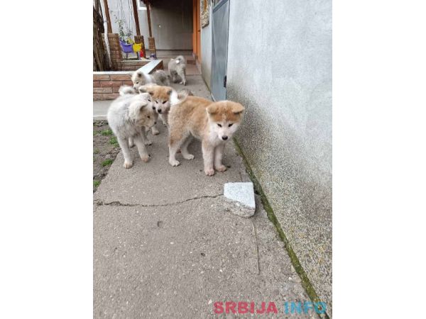 Japanska Akita &scaron;tenci
