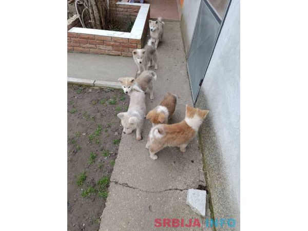 Japanska Akita &scaron;tenci