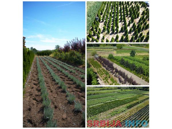 Ukrasne i vocne sadnice Rasadnik Prestiž