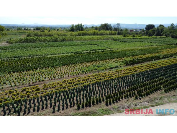 Ukrasne i vocne sadnice Rasadnik Prestiž