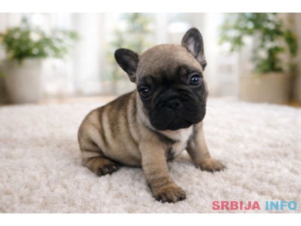 Francuski Buldog prelepi &scaron;tenci
