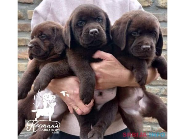 Labrador Retriver &scaron;tenci, čokoladni