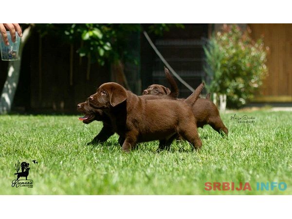 Labrador Retriver &scaron;tenci, čokoladni