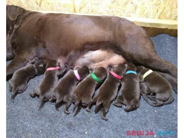 Labrador Retriver &scaron;tenci, čokoladni