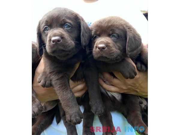 Labrador Retriver &scaron;tenci, čokoladni