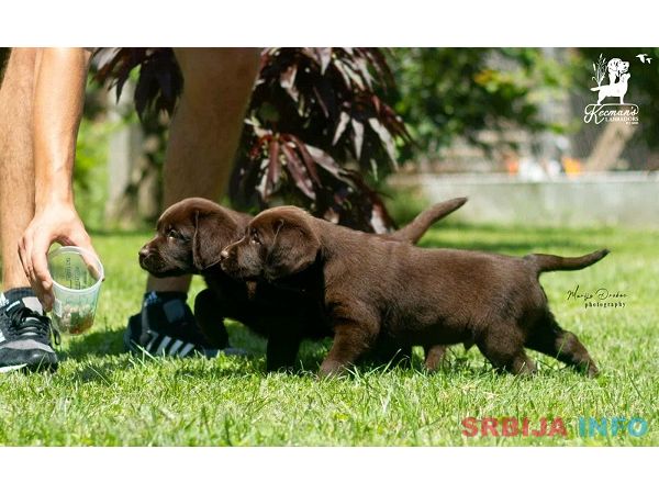 Labrador Retriver &scaron;tenci, čokoladni