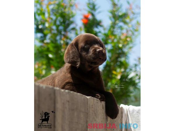 Labrador Retriver &scaron;tenci, čokoladni