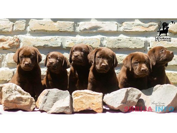 Labrador Retriver &scaron;tenci, čokoladni