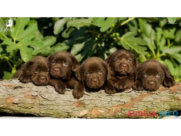 Labrador Retriver &scaron;tenci, čokoladni