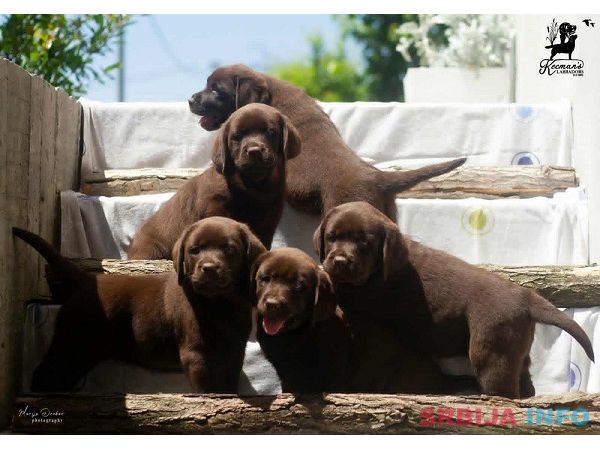 Labrador Retriver &scaron;tenci, čokoladni