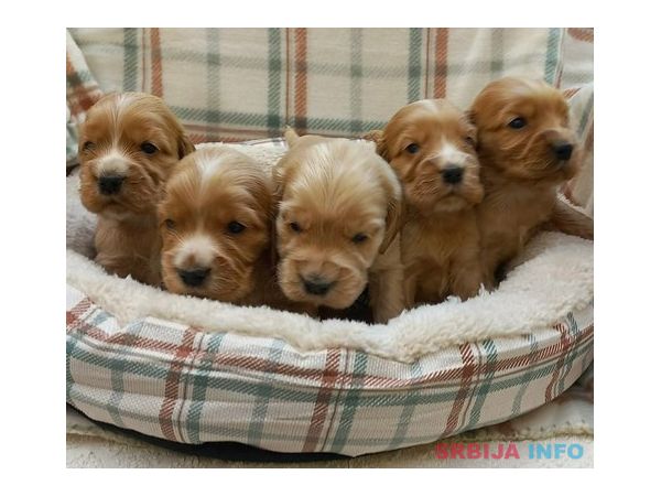 &Scaron;tenci engleskog koker spanijela