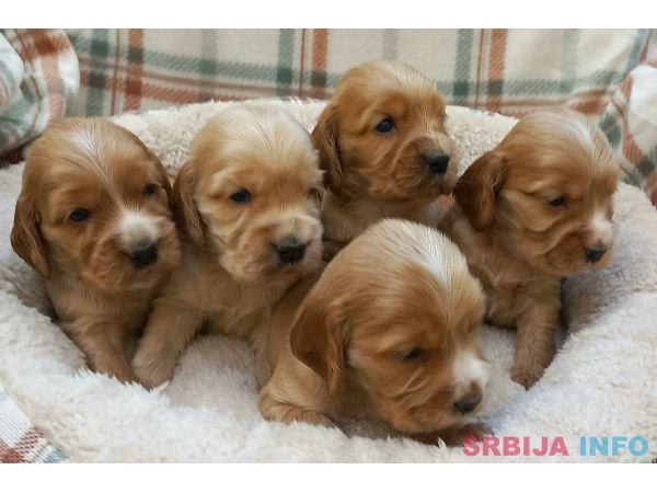 &Scaron;tenci engleskog koker spanijela