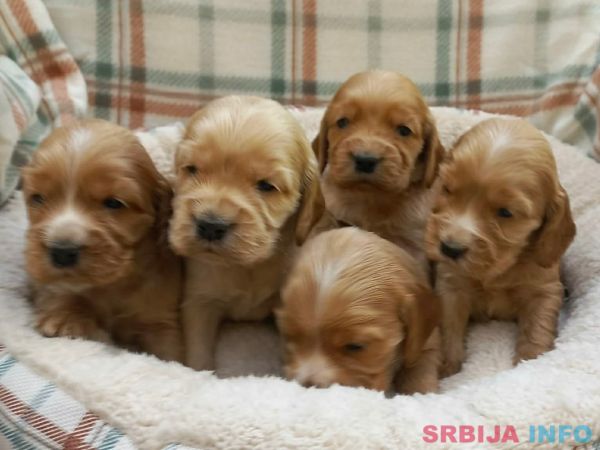 &Scaron;tenci engleskog koker spanijela