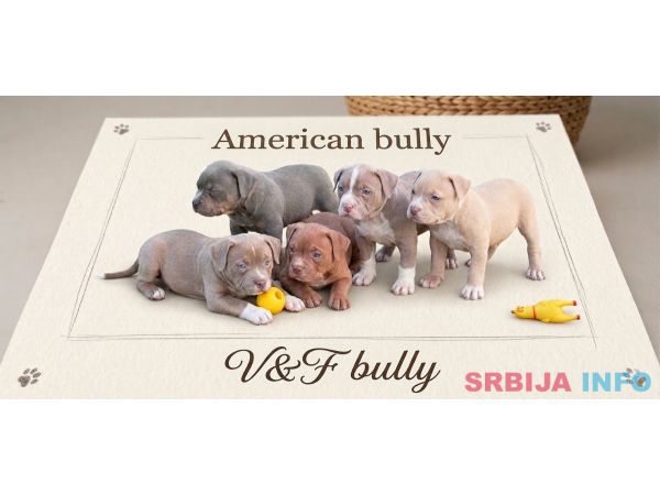 American bully pocket lilac štenci