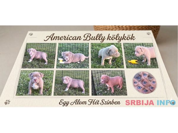 American bully pocket lilac &scaron;tenci
