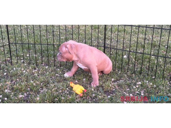 American bully pocket lilac &scaron;tenci