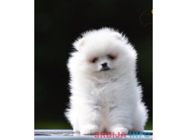 Pomeranac BOO prelepi štenci