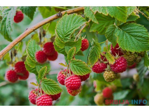 Potrebni beraci maline