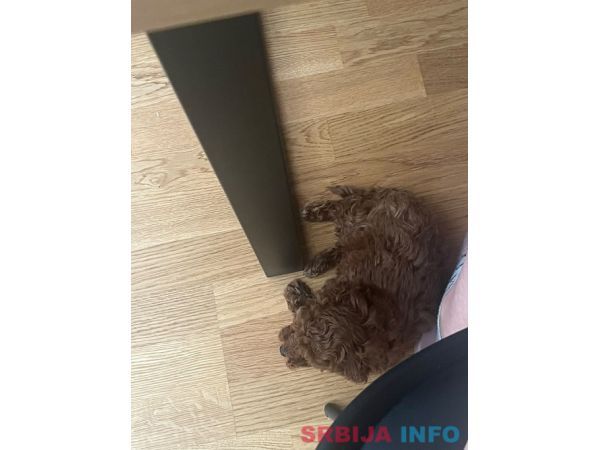 Toy pudlica