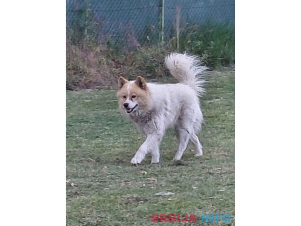 Poklon - Me&scaron;anac akita inu i samojeda 