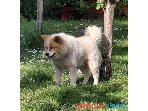 Poklon - Me&scaron;anac akita inu i samojeda 