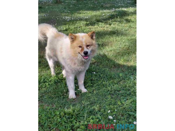 Poklon - Me&scaron;anac akita inu i samojeda 