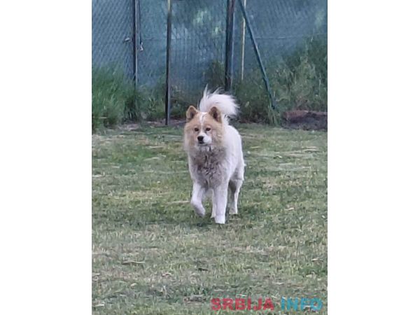 Poklon - Me&scaron;anac akita inu i samojeda 