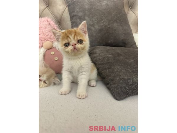 Persijski Egzotični mačići na prodaju