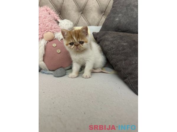 Persijski Egzotični mačići na prodaju