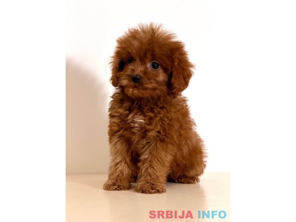 Cavapoo-Kavapu (cavalier king charles spaniel + pudla)