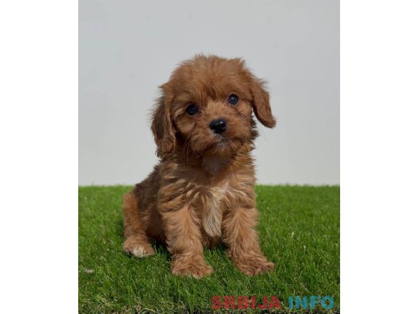 Cavapoo-Kavapu (cavalier king charles spaniel + pudla)