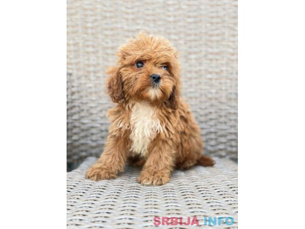Cavapoo-Kavapu (cavalier king charles spaniel + pudla)