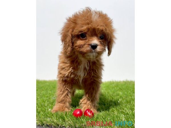 Cavapoo-Kavapu (cavalier king charles spaniel + pudla)