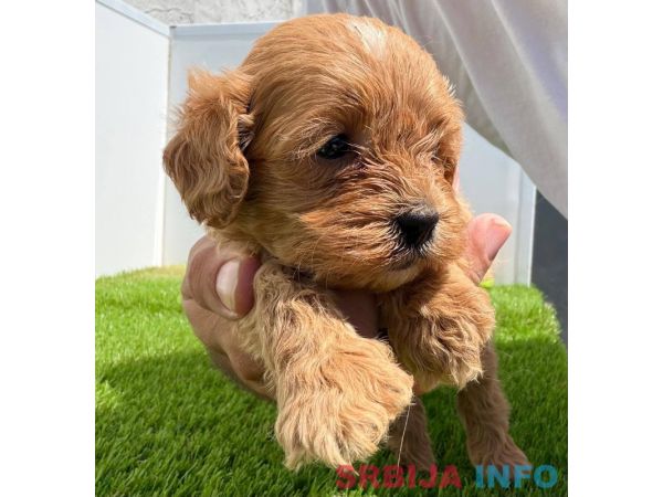 Cavapoo-Kavapu (cavalier king charles spaniel + pudla)