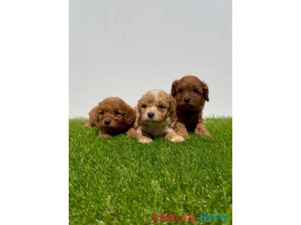 Cavapoo-Kavapu (cavalier king charles spaniel + pudla)