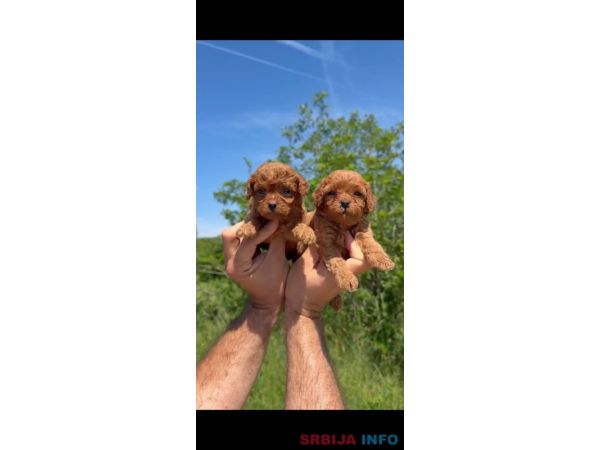 Cavapoo-Kavapu (cavalier king charles spaniel + pudla)