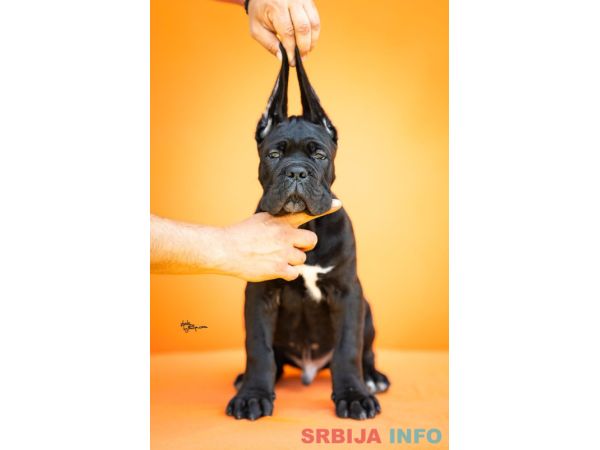 Cane Corso prelepi štenci