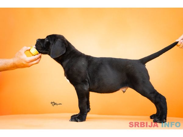 Cane Corso prelepi &scaron;tenci