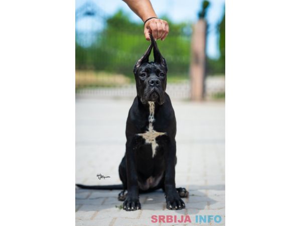 Cane Corso prelepi &scaron;tenci