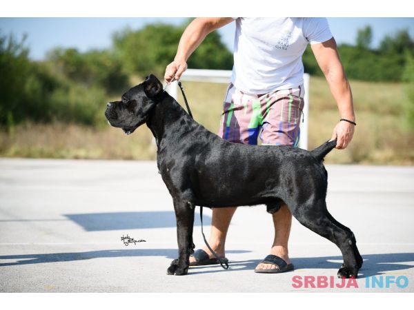 Cane Corso prelepi &scaron;tenci