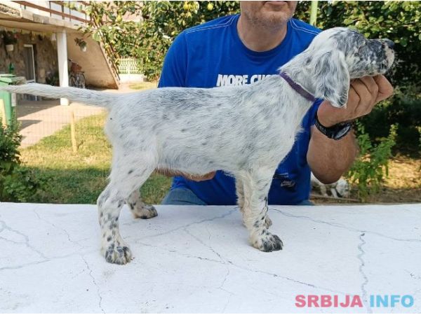 Leglo vrhunskih engleskih Setera