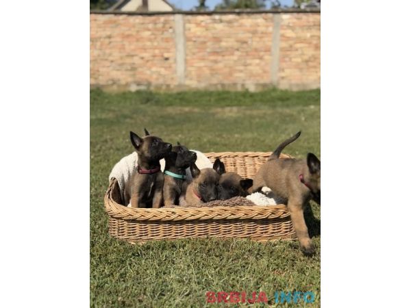 Belgijski Ovčar - Mailnoa
