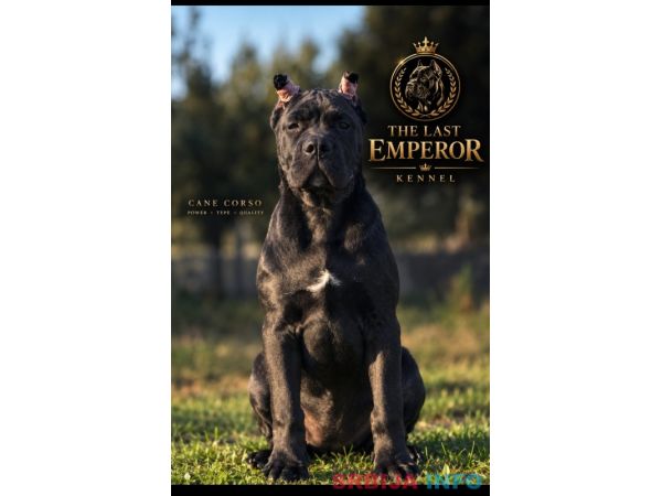 Cane Corso žensko &scaron;tene