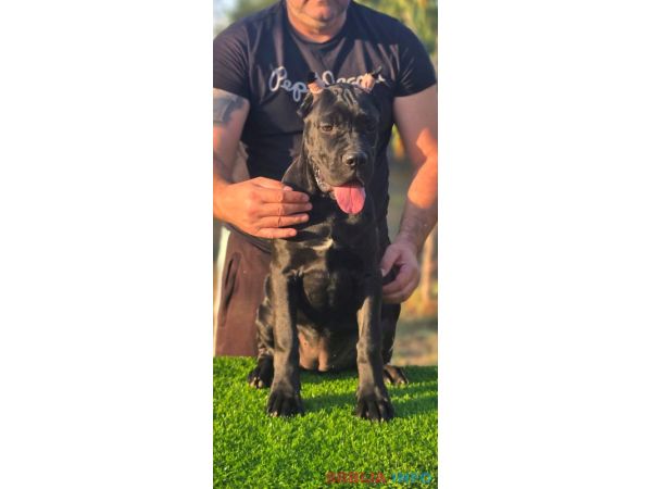 Cane Corso žensko &scaron;tene