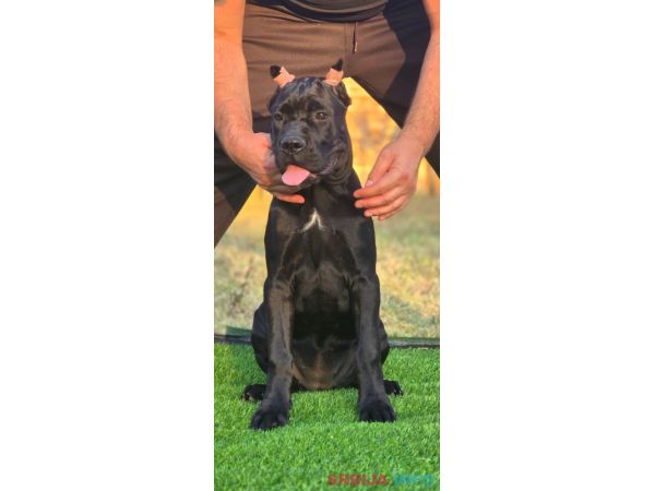 Cane Corso žensko &scaron;tene