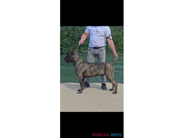 Cane Corso žensko &scaron;tene