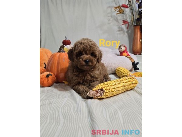 Toy Crvena Pudla/Crvene Pudle - &scaron;tenci
