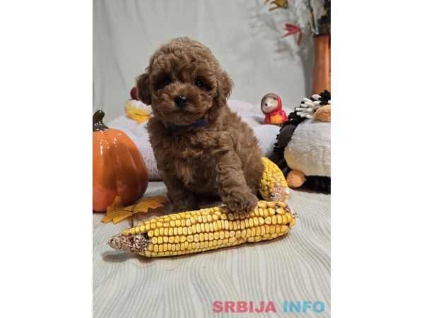 Toy Crvena Pudla/Crvene Pudle - &scaron;tenci